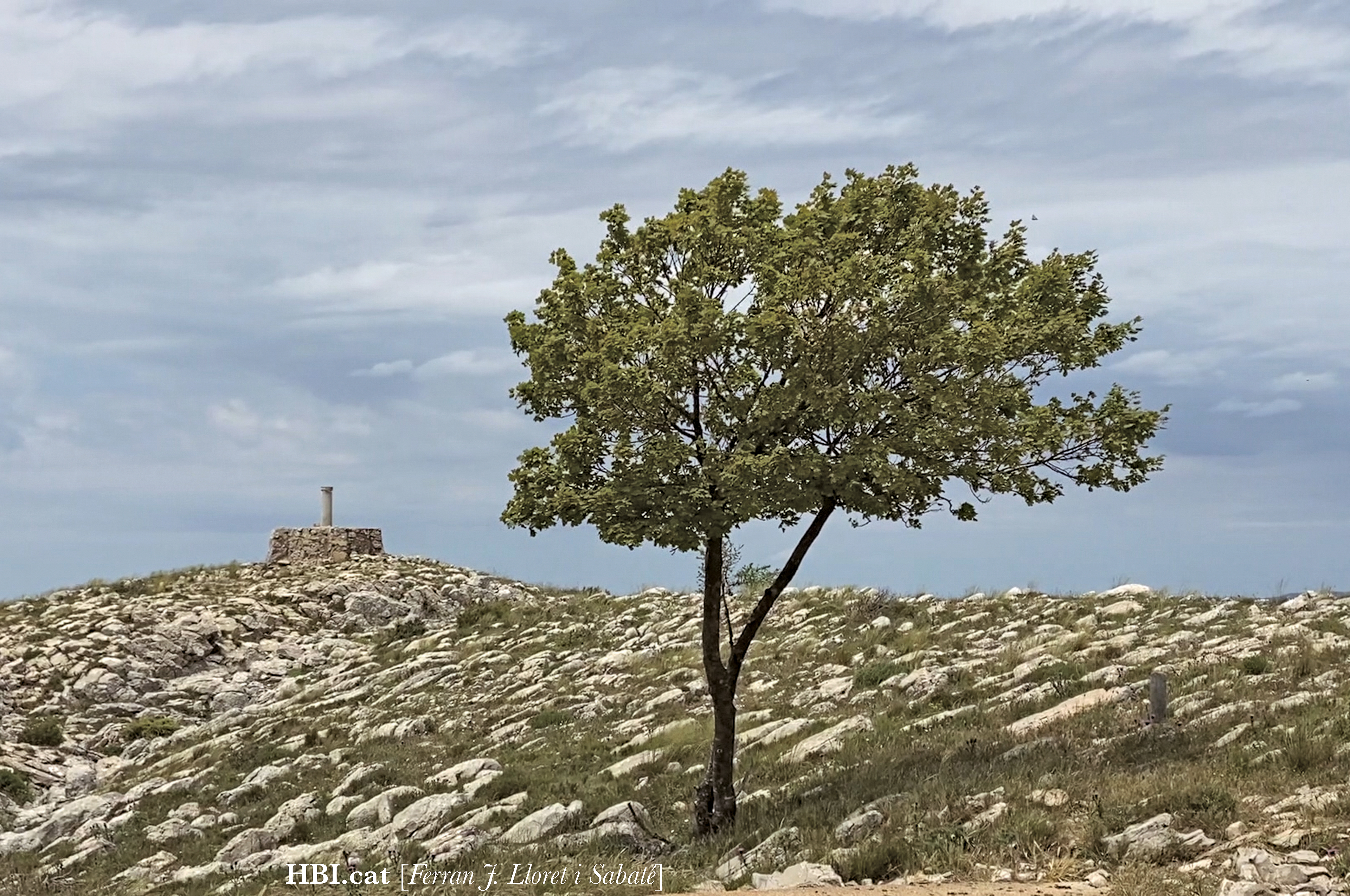 Acer granatense a La Miranda, arbret solitari creixent sobre  rocam (escletxes),  Serra de Llaberia, RdE S, Catalunya